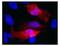 c-Myc Epitope Tag antibody, NBP2-37822, Novus Biologicals, Immunocytochemistry image 