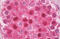 Ubiquitin B antibody, MBS246482, MyBioSource, Immunohistochemistry frozen image 