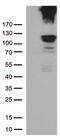 RB Transcriptional Corepressor 1 antibody, TA805653S, Origene, Western Blot image 
