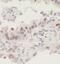 Tumor Protein P63 antibody, FNab06088, FineTest, Immunohistochemistry frozen image 