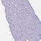 Myosin VB antibody, HPA040902, Atlas Antibodies, Immunohistochemistry frozen image 