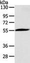 Cholinergic Receptor Nicotinic Alpha 1 Subunit antibody, TA350717, Origene, Western Blot image 