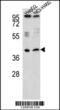 Radical S-Adenosyl Methionine Domain Containing 1 antibody, 61-861, ProSci, Western Blot image 