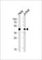 Actin Related Protein 2 antibody, MBS9215007, MyBioSource, Western Blot image 