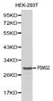 Proteasome Assembly Chaperone 2 antibody, LS-C192250, Lifespan Biosciences, Western Blot image 