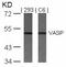 Vasodilator Stimulated Phosphoprotein antibody, 79-583, ProSci, Western Blot image 