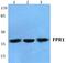 fMet-Leu-Phe receptor antibody, A02509-3, Boster Biological Technology, Western Blot image 