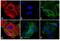 Mouse IgG (Fc) antibody, 31981, Invitrogen Antibodies, Immunofluorescence image 