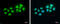 BRCA1 Associated RING Domain 1 antibody, GTX132094, GeneTex, Immunofluorescence image 
