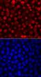 PR/SET Domain 1 antibody, MAB36081, R&D Systems, Immunofluorescence image 