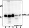 Ribosomal Protein S15 antibody, A06538, Boster Biological Technology, Western Blot image 