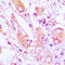 Mitochondrial Ribosomal Protein S35 antibody, LS-C353512, Lifespan Biosciences, Immunohistochemistry frozen image 
