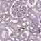 Sperm Antigen With Calponin Homology And Coiled-Coil Domains 1 Like antibody, PA5-64448, Invitrogen Antibodies, Immunohistochemistry frozen image 