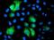 Phosphoglycerate Mutase 2 antibody, NBP2-01142, Novus Biologicals, Immunofluorescence image 