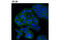 ATP Binding Cassette Subfamily C Member 4 antibody, 12705S, Cell Signaling Technology, Immunocytochemistry image 