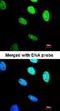 BRISC And BRCA1 A Complex Member 2 antibody, NBP1-32304, Novus Biologicals, Immunofluorescence image 