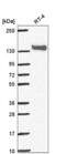 Papilin, Proteoglycan Like Sulfated Glycoprotein antibody, NBP2-55338, Novus Biologicals, Western Blot image 