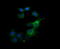 Klk8 antibody, M03901, Boster Biological Technology, Immunofluorescence image 