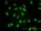 Proteasome subunit alpha type-4 antibody, LS-C198016, Lifespan Biosciences, Immunofluorescence image 
