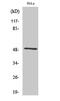 Septin 8 antibody, PA5-51059, Invitrogen Antibodies, Western Blot image 