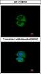 Vesicle transport protein USE1 antibody, GTX118767, GeneTex, Immunofluorescence image 