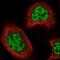 Chromobox protein homolog 8 antibody, NBP1-83224, Novus Biologicals, Immunofluorescence image 