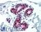 PCNA antibody, LS-C180561, Lifespan Biosciences, Immunohistochemistry paraffin image 