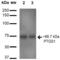 Cyclooxygenase-1 antibody, SPC-707D-APC, StressMarq, Western Blot image 