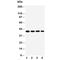 Coi antibody, R30376, NSJ Bioreagents, Western Blot image 