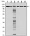 CDH1 antibody, AM06542SU-N, Origene, Western Blot image 