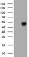 CD4 antibody, TA800565AM, Origene, Western Blot image 