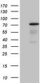 PiggyBac transposable element-derived protein 3 antibody, TA810309, Origene, Western Blot image 