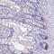 LYR Motif Containing 2 antibody, HPA063932, Atlas Antibodies, Immunohistochemistry frozen image 