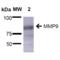 Matrix metalloproteinase-9 antibody, SMC-396D-A390, StressMarq, Western Blot image 