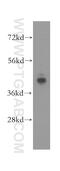 ATPase H+ Transporting V1 Subunit C1 antibody, 16054-1-AP, Proteintech Group, Western Blot image 