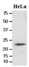 LITAF antibody, GTX50019, GeneTex, Western Blot image 