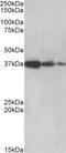 PTPA antibody, EB09407, Everest Biotech, Western Blot image 