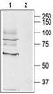 Muscarinic acetylcholine receptor M3 antibody, TA328871, Origene, Western Blot image 