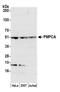 Peptidase, Mitochondrial Processing Alpha Subunit antibody, A305-520A, Bethyl Labs, Western Blot image 