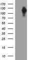 Nfm antibody, TA506753AM, Origene, Western Blot image 