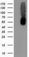 Calcium-binding and coiled-coil domain-containing protein 2 antibody, TA501972S, Origene, Western Blot image 