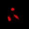 NCK Adaptor Protein 1 antibody, orb378193, Biorbyt, Immunofluorescence image 