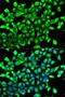 Egl-9 Family Hypoxia Inducible Factor 1 antibody, LS-C331303, Lifespan Biosciences, Immunofluorescence image 