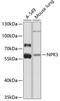Atrial natriuretic peptide receptor 3 antibody, 23-425, ProSci, Western Blot image 