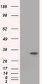 Eukaryotic translation initiation factor 2 subunit 1 antibody, CF501314, Origene, Western Blot image 