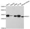 NAD(P)H Quinone Dehydrogenase 1 antibody, A0047, ABclonal Technology, Western Blot image 
