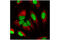 Histone Cluster 1 H2B Family Member B antibody, 5546S, Cell Signaling Technology, Immunofluorescence image 