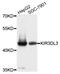 Killer cell immunoglobulin-like receptor 3DL3 antibody, abx135982, Abbexa, Western Blot image 