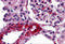 Caspase Recruitment Domain Family Member 10 antibody, 3193, ProSci, Immunohistochemistry frozen image 