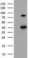 Hydroxyacid oxidase 1 antibody, TA501937, Origene, Western Blot image 